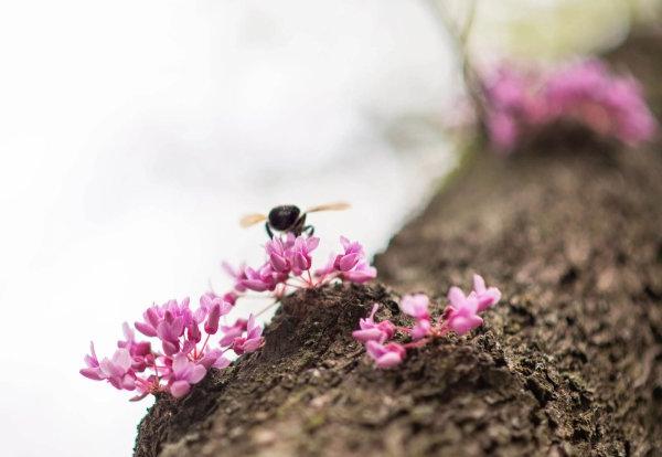 A bee hovers on a pink flower on a branch.